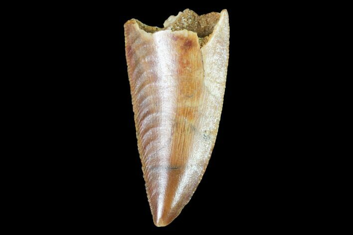 Raptor Tooth - Real Dinosaur Tooth #102386